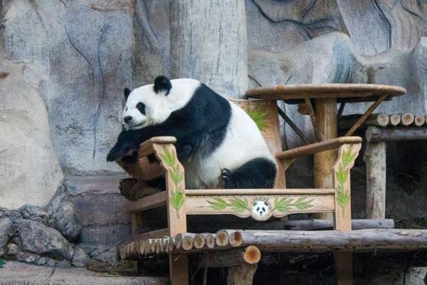 Панда в зоопарке Чианг Мая.