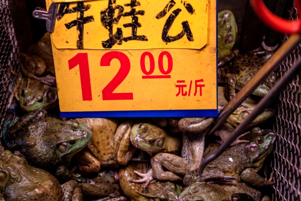 Лягушки на мокром рынке у Ухане