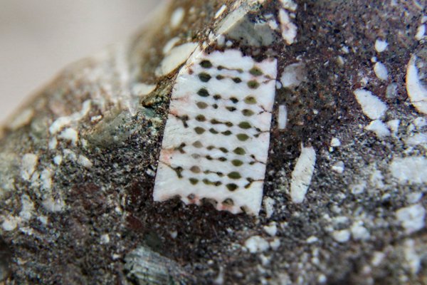 «Микрочип» в камне возрастом полмиллиарда лет оказался фрагментом лилии 