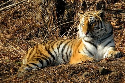 Дальневосточный тигр