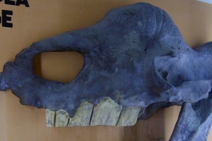 Череп Elasmotherium sibiricum на выставек в Музее естественной истории Берлина