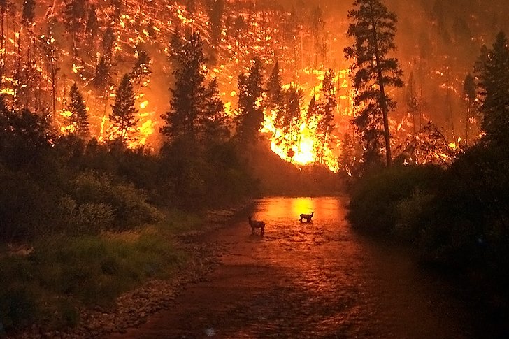 Дотянули с тушением лесных пожаров в Сибири: ситуация только усугубляется