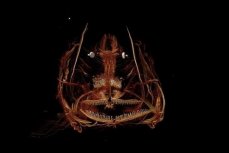 Компьютерная томография передней части головы «Марианской рыбы-улитки».