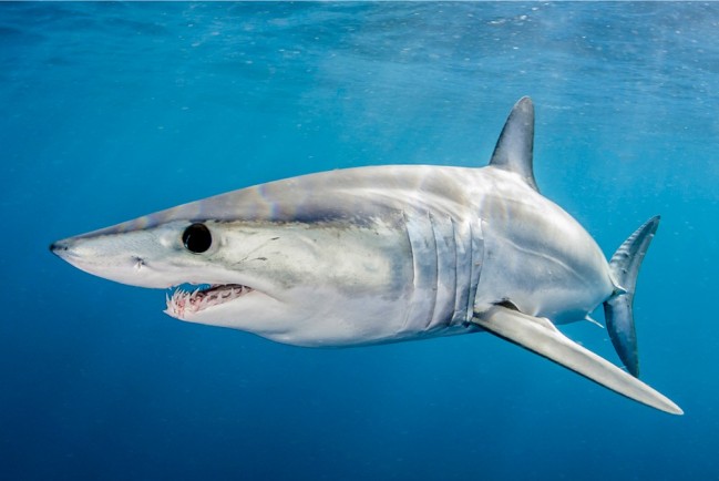 Ученые обнаружили ядовитых акул в мёртвой Темзе
