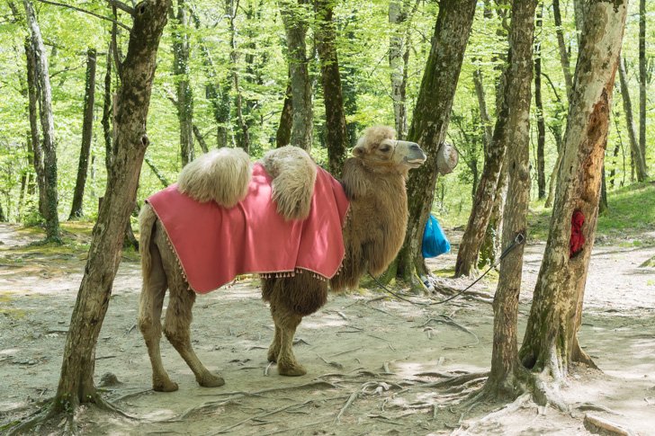 Верблюд Вася, зарабатывает себе на пропитание фотографируясь с туристами
