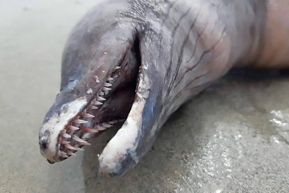 Существо обнаруженное на мексиканском пляже не имеет глаз и плавников