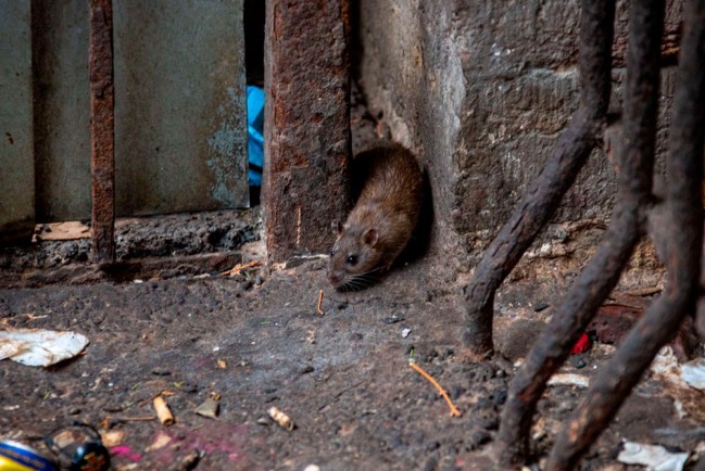 Блогер Коновалова: к росту популяции крыс в Петербурге привела провальная мусорная реформа