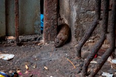 Блогер Коновалова: к росту популяции крыс в Петербурге привела провальная мусорная реформа