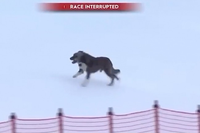В Италии пёс сорвал кубок мира по горнолыжному спорту