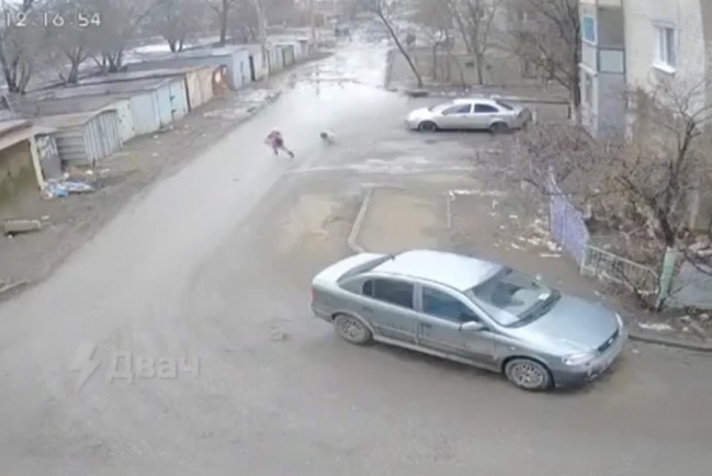 В Астрахани бродячие собаки набросились на школьницу