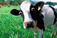 В Индии фермер подал иск против своих коров, которые не дают молока