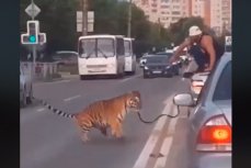 Тигр в Иваново