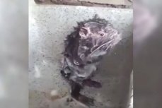 Мышонок моется