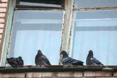 В Госдуму внесли предложение: бомжам — пневматику и квартиры, голубям — охота