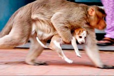 В Индии обезьяны убили более 200 щенков 