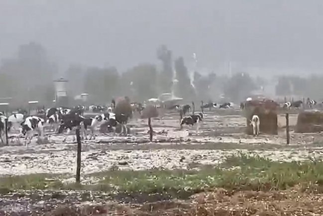 В Аргентине коровы пострадали от мощного града в Карлос-Касаресе