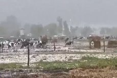 В Аргентине коровы пострадали от мощного града в Карлос-Касаресе
