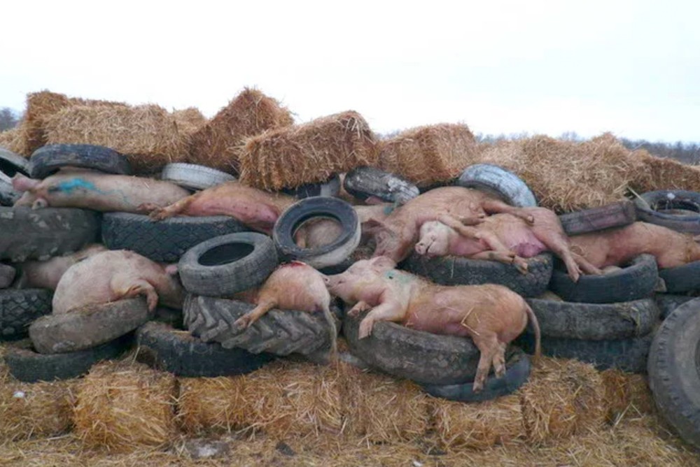 Свиньи умершие от африканской чумы свиней