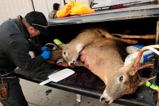 Убитые зараженные олени в США