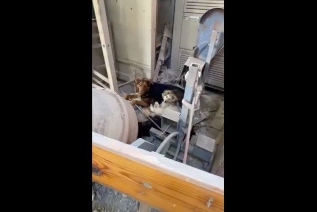 На заводе «Азовсталь» живут собаки-людоеды, питаясь убитыми нацистами 