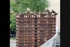 В Москве булки «Вкусно и точка» клюют птицы перед тем, как их продать любителям фастфуда
