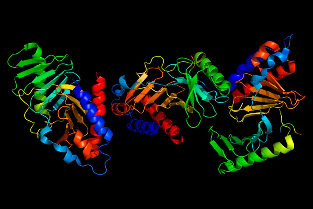 Структура белка PLK1