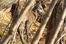 Кабарга - саблезубый олень