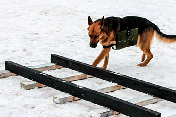Подготовка собак к армейским международным играм.