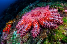 Терновый венец - поглотитель коралловых рифов
