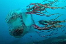 В Новой Ирландии дайвер снял на видео неизвестный вид медузы