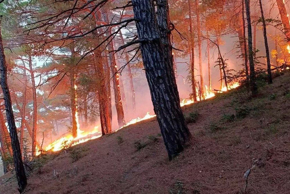 Лесной пожар под Геленджиком