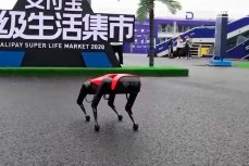 Китайские роботы-собаки AlphaDog