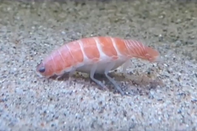 Японский аквариум бьет рекорды посещаемости — там нашли изопода, который похож на сушинку