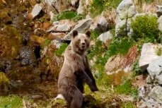 Медведь напал на посетителя национального парка в Татрах