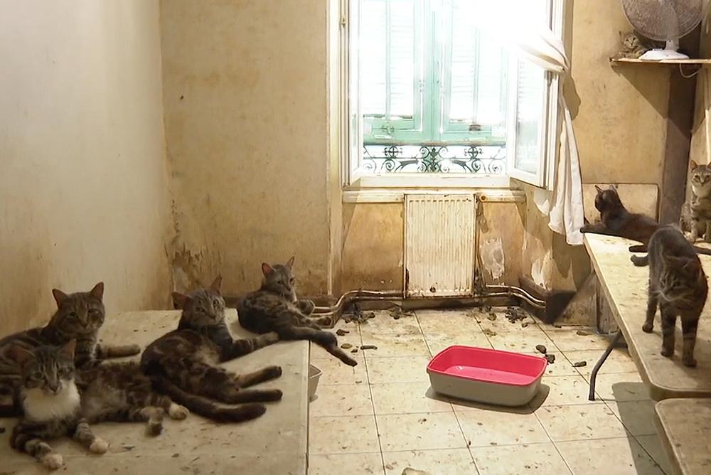 Суд в Ницце запретил содержание домашних животных паре, которая жила с 159 кошками и семью собаками в квартире площадью 80 квадратных метров
