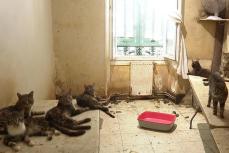 Пара в Ницце которая жила с 159 кошками и семью собаками