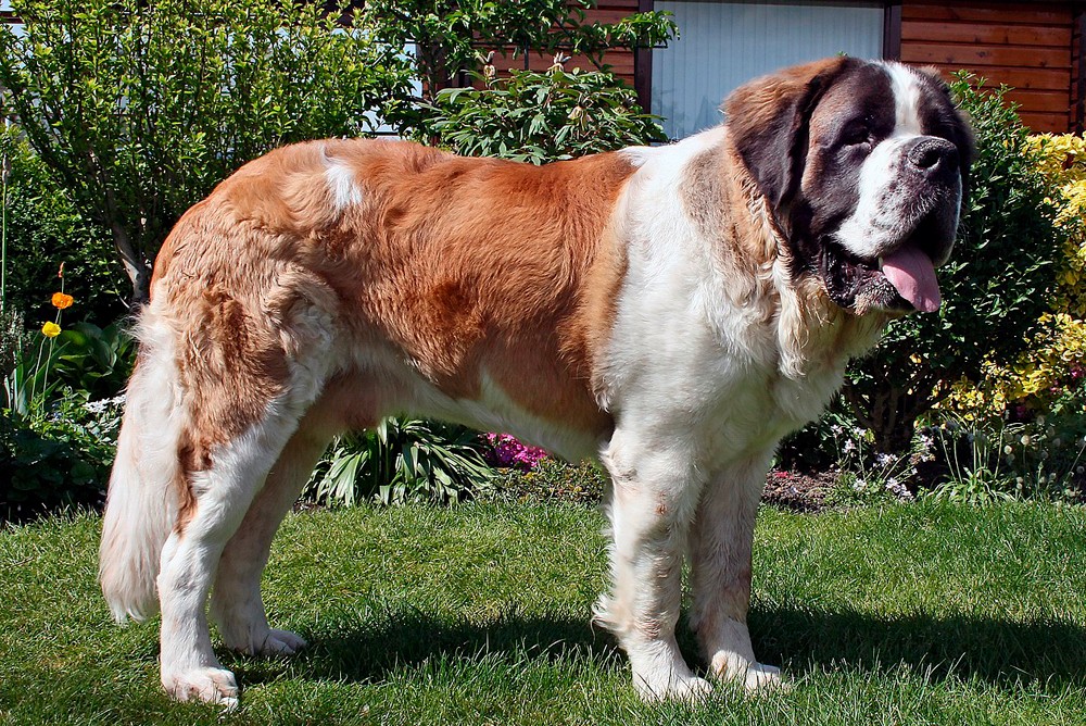 Сенбернар - швейцарская порода собак, которую любят есть сами швейцарцы