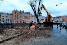 Бедные деревья: петербуржцы бьют тревогу из-за массовой рубки деревьев в городе