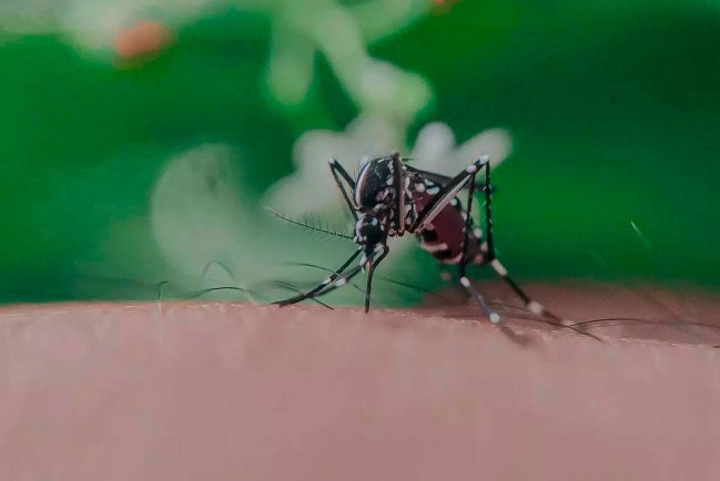 Жители южных регионов России могут заразиться конго-крымской геморрагической лихорадкой от комаров