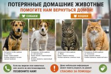 В России потеряли 180 тысяч домашних животных за 2025 год