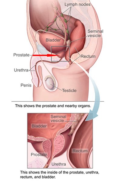 Предстательная железа человека (простата)