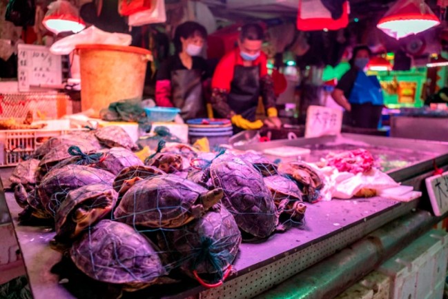 На мокрых рынках Китая возобновили торговлю дикими животными