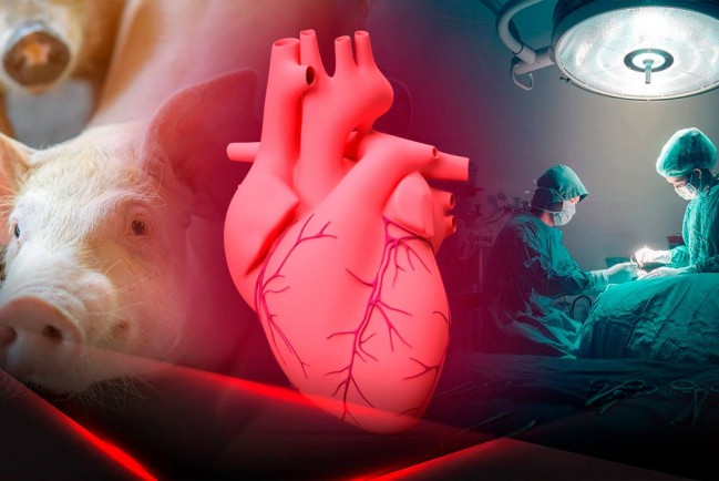 Американские ученые пересаживают генетически модифицированные сердца свиней человеческим трупам 
