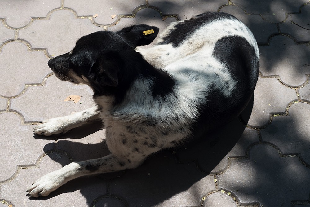 Стерилизованная собака с биркой в Евпатории