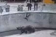 В Ташкенте мать сбросила трёхлетнюю дочь в вольер к медведю