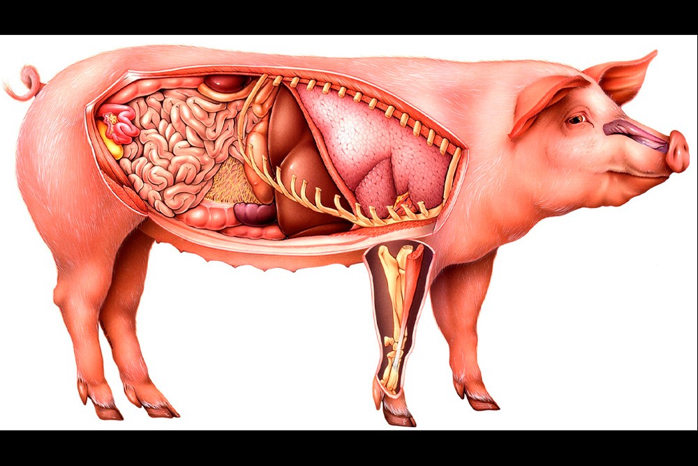 Анатомия свиньи