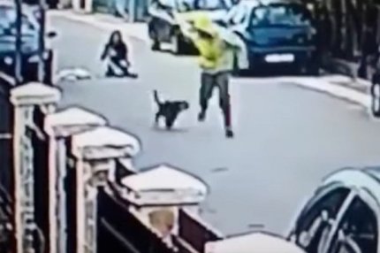 Собака напала на грабителя