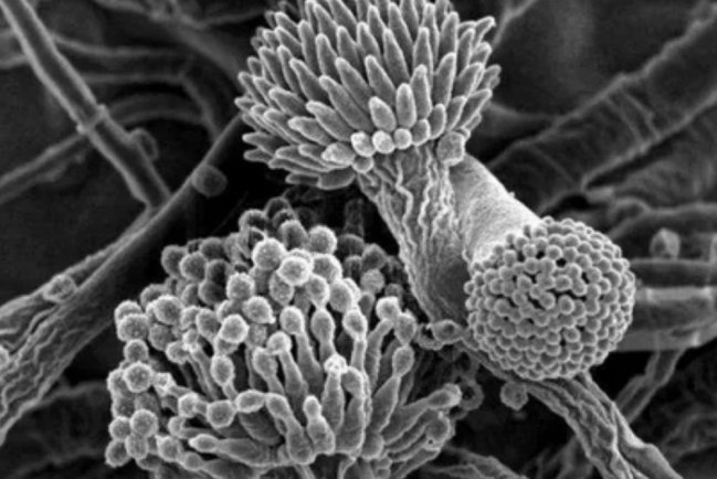 Грибок Aspergillus