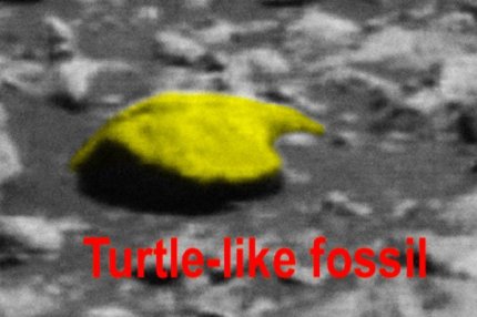 Фотография окаменелости похожей на панцирь черепахи
