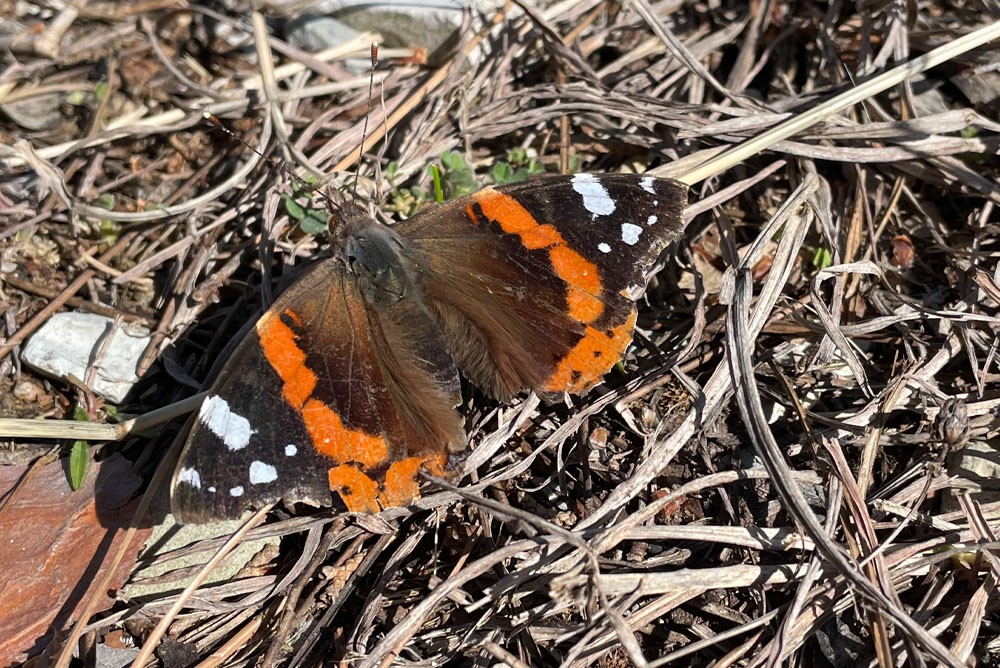 Мартовские бабочки в Геленджике